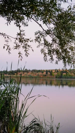 Evening Lake View