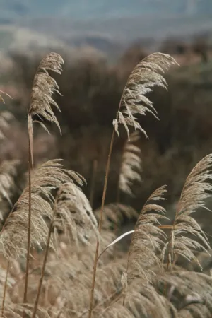 Dry Grass In The Wind