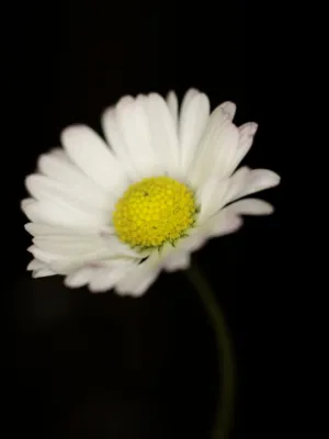White Daisy