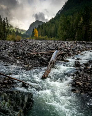 Rushing River In A Forest