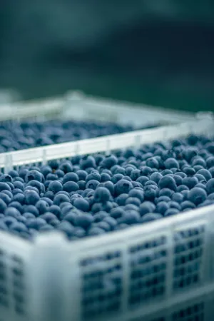 Blueberries In A Crate