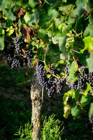 Vineyard Grapes