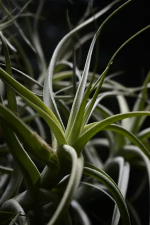 Air Plant Close-Up