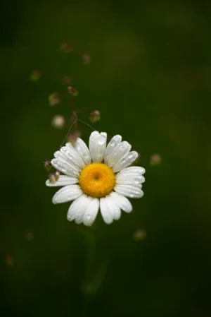 Daisy With Dewdrops