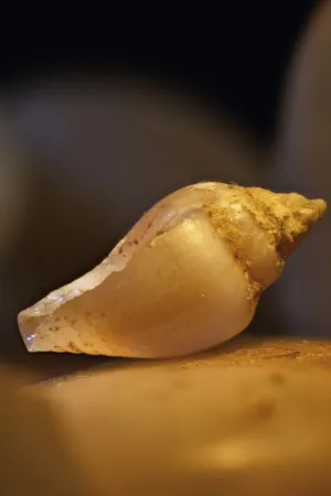Sea Shell