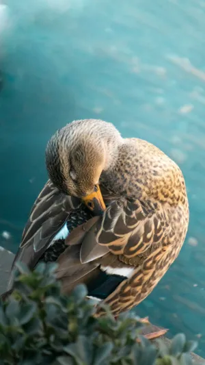 Sleeping Duck
