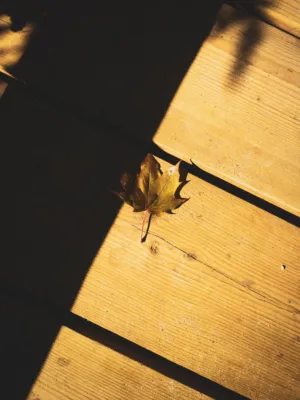 Autumn Leaf On Wood