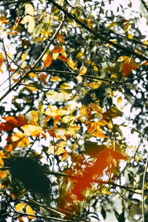 Autumn Leaves