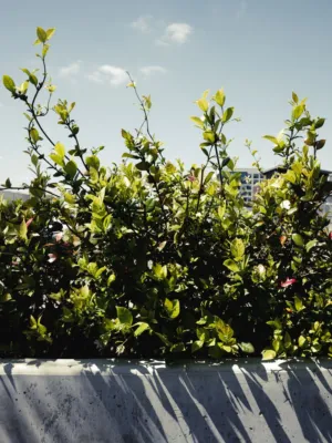 Urban Greenery