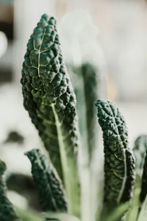 Kale Plant