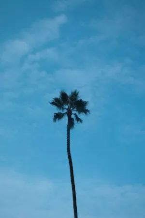 Palm Tree Silhouette