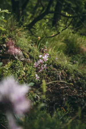 Wildflower In The Forest