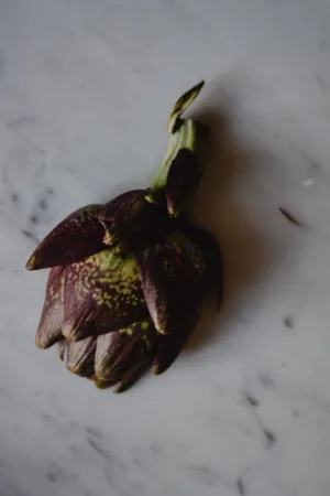 Purple Artichoke