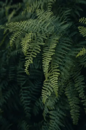 Ferns In The Forest