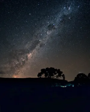 Milky Way Over Silhouetted Trees