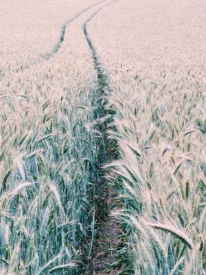 Wheat Field Path