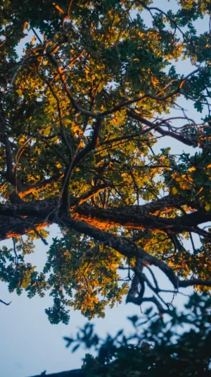 Sunlit Tree Branches