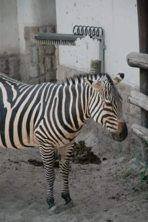 Zebra In Enclosure