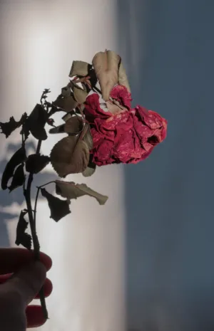 Dried Rose