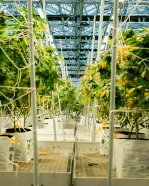 Greenhouse With Cannabis Plants