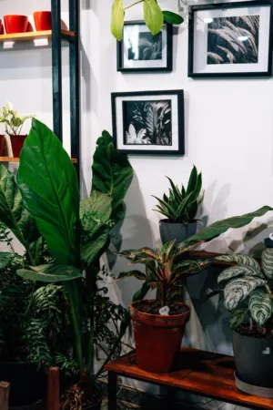 Indoor Plant Display