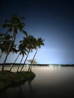 Palm Trees By The Water At Night