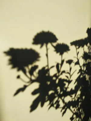 Floral Shadow