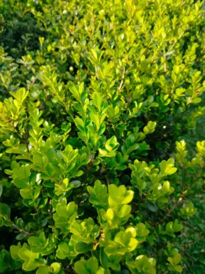 Green Leaves In Sunlight