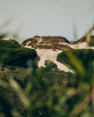 Sand Dunes And Vegetation