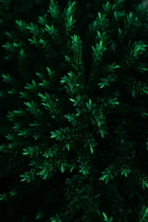 Greenery