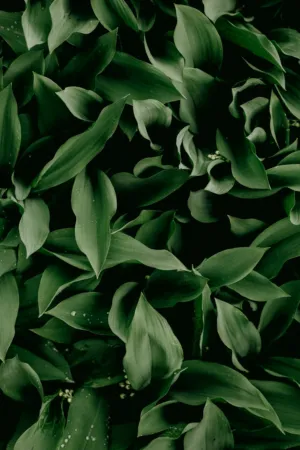 Green Leaves