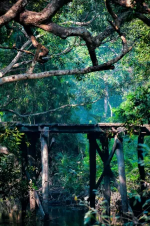 Forest Bridge
