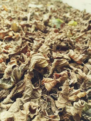 Autumn Leaves