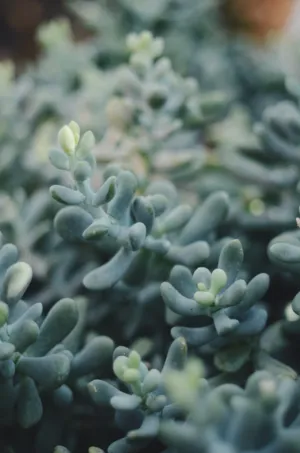 Blue Succulent Plant