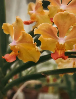 Orchid Flowers
