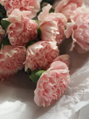 Pink Carnations