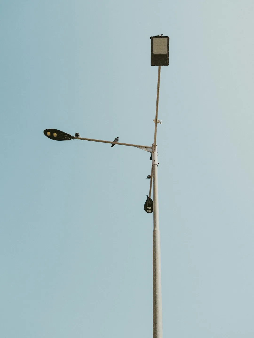 Street Light And Birds