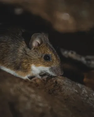 Woodland Mouse