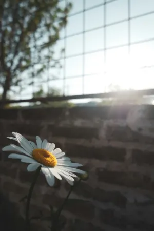 Sunlit Daisy
