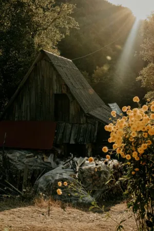 Old Barn In Sunlight