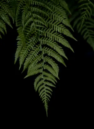 Fern Frond
