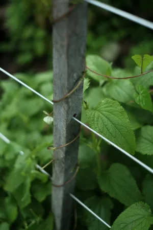 Greenery And Metal Fence