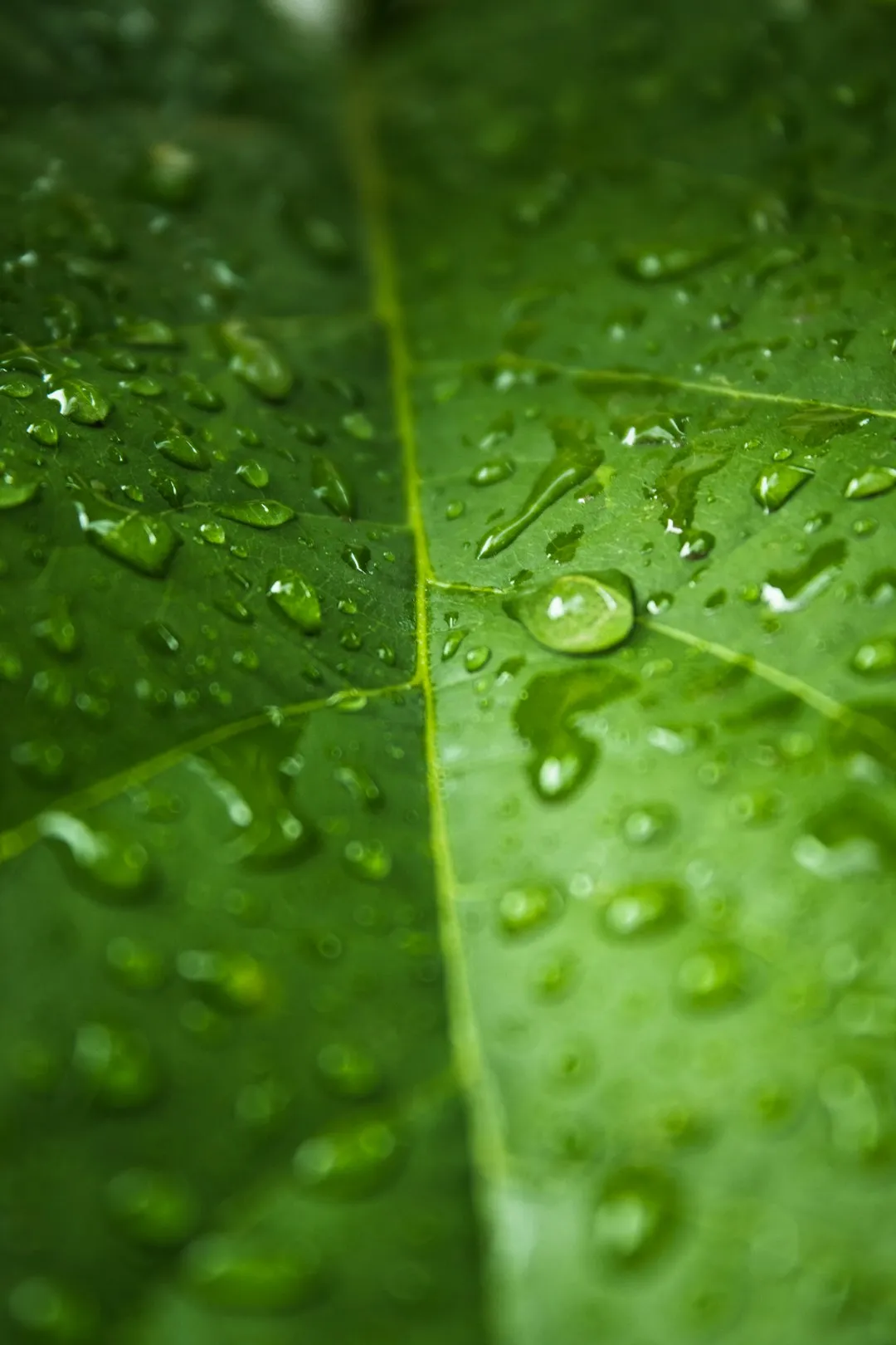 Raindrops On A Leaf