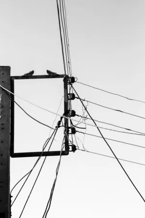 Pigeons On A Power Pole