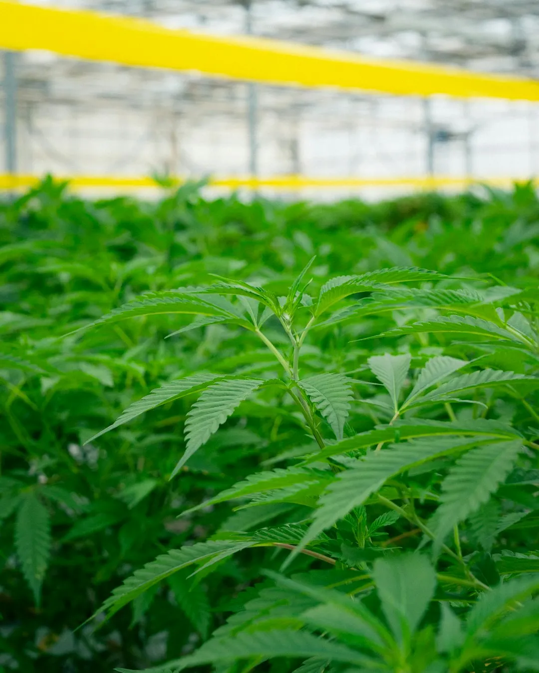 Greenhouse Cannabis Plants