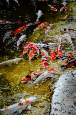 Colorful Koi Fish In A Pond