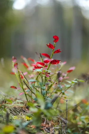 Red Berries In The Forest