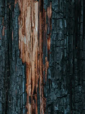 Charred Tree Trunk
