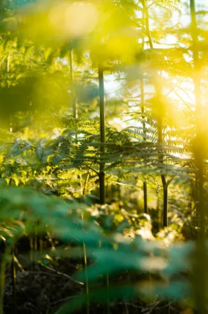 Sunlit Ferns