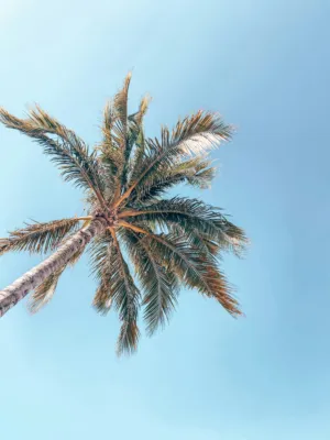Palm Tree Against Blue Sky